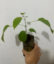 Cargar imagen en el visor de la galería, Lapacho blanco - Tabebuia
