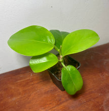 Cargar imagen en el visor de la galería, Hoya australis

