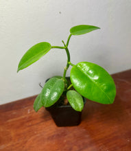 Cargar imagen en el visor de la galería, Hoya eriostemma
