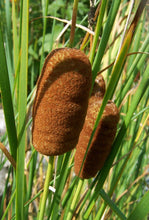Cargar imagen en el visor de la galería, Totora Enana - Typha Laxmannii
