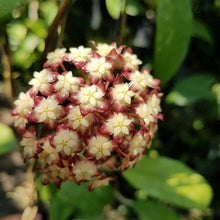Cargar imagen en el visor de la galería, Hoya finlaysonii ‘Dark flower’
