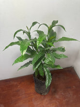 Cargar imagen en el visor de la galería, Clerodendrum Wallichii - Jazmín llorón
