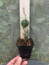Cargar imagen en el visor de la galería, Hoya imbricata

