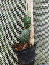 Cargar imagen en el visor de la galería, Hoya imbricata
