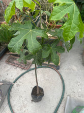 Cargar imagen en el visor de la galería, Árbol de fuego - Brachychiton acerifolius
