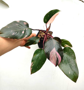 Philodendron pink princess