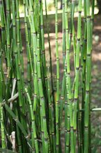 Cargar imagen en el visor de la galería, Equisetum hyemale
