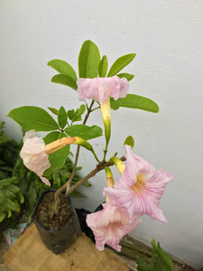 Lapacho rosado - Tabebuia