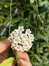 Cargar imagen en el visor de la galería, Hoya rotundiflora
