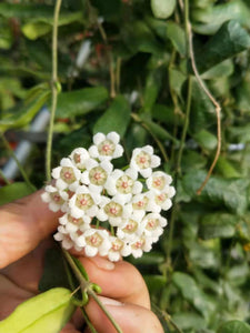 Hoya rotundiflora