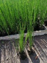 Cargar imagen en el visor de la galería, Equisetum hyemale
