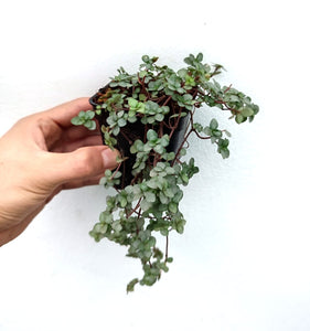 Pilea glauca