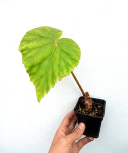 Begonia nelumbiifolia