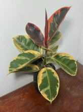 Cargar imagen en el visor de la galería, Ficus elastica 'Ruby'
