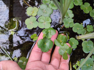 Marsilea - Trébol de 4 hojas acuático