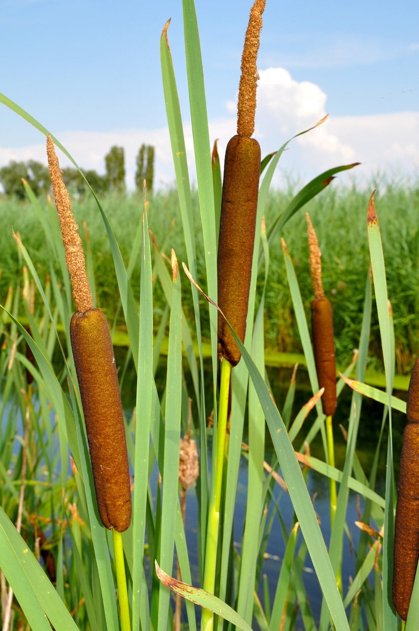 Rizoma de Totora - Typha angustifolia