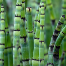 Cargar imagen en el visor de la galería, Equisetum hyemale
