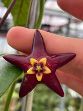 Cargar imagen en el visor de la galería, Hoya eriostemma
