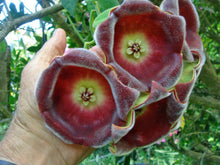 Cargar imagen en el visor de la galería, Hoya eriostemma
