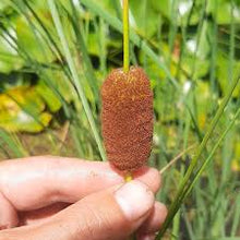Cargar imagen en el visor de la galería, Totora Enana - Typha Laxmannii
