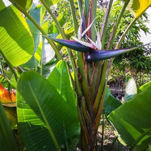 Cargar imagen en el visor de la galería, Ave del paraíso Gigante - strelitzia nicolai

