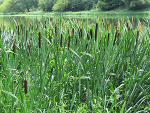 Rizoma de Totora - Typha angustifolia