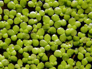 Lemna Gibba