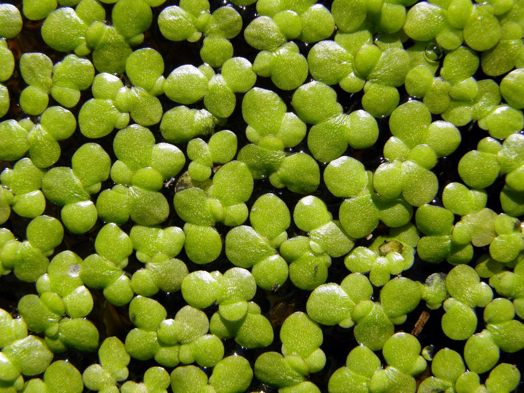 Lemna Gibba