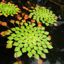 Cargar imagen en el visor de la galería, Ludwigia sedioides - mosaico

