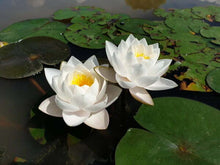 Cargar imagen en el visor de la galería, Nenúfar Siam Jasmine
