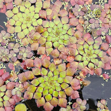 Cargar imagen en el visor de la galería, Ludwigia sedioides - mosaico

