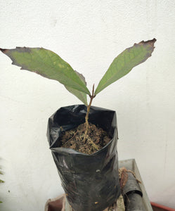 Petrea volubilis