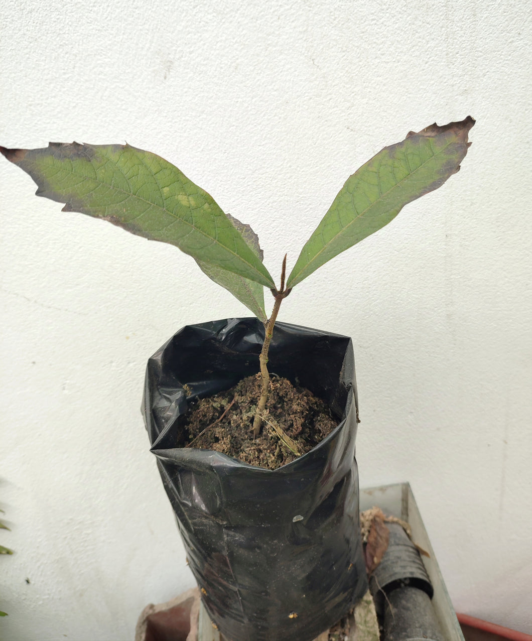 Petrea volubilis