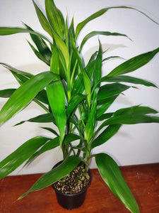 Bambú verde