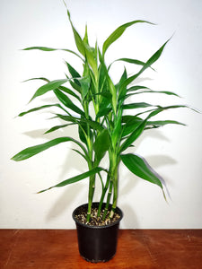 Bambú verde