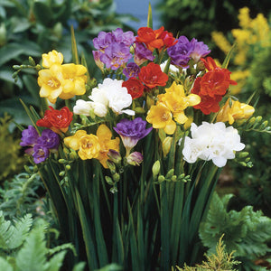 Bulbos de Freesia