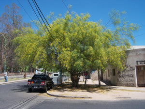 Parkinsonia aculeata - Palo verde