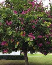 Cargar imagen en el visor de la galería, Árbol de las orquídeas - Bauhinia
