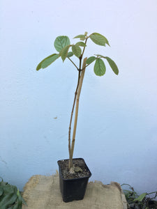 Lapacho amarillo - Tabebuia