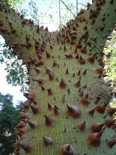 Cargar imagen en el visor de la galería, Ceiba - Palo borracho
