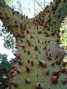 Ceiba - Palo borracho