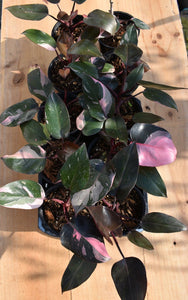 Philodendron pink princess