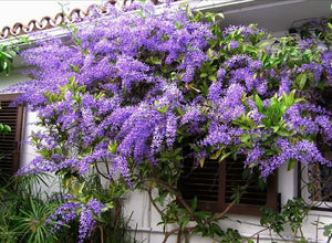 Petrea volubilis