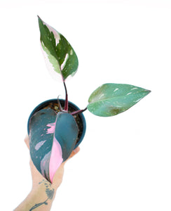 Philodendron pink princess