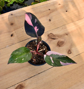 Philodendron pink princess