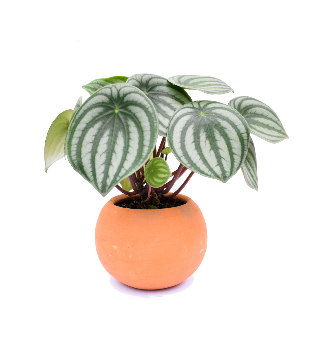 Peperomia watermelon en maceta