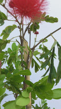 Cargar y reproducir el video en el visor de la galería, Calliandra roja - plumerillo rojo
