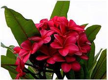 Cargar imagen en el visor de la galería, Plumeria Roja - Flor de mayo - Frangipani
