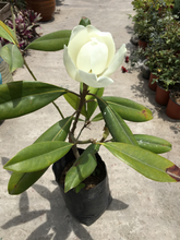 Cargar imagen en el visor de la galería, Magnolia grandiflora
