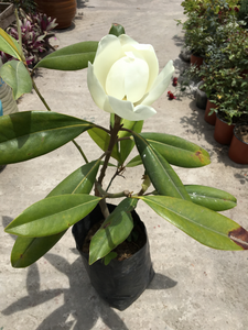 Magnolia grandiflora